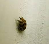 pest bug on a wall
