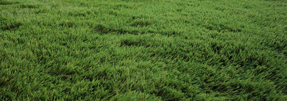 lawn turf