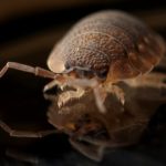 Tips On How To Get Rid Of Bedbugs