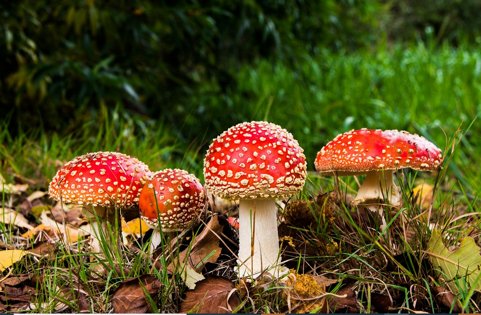 magic mushrooms in the wild forest